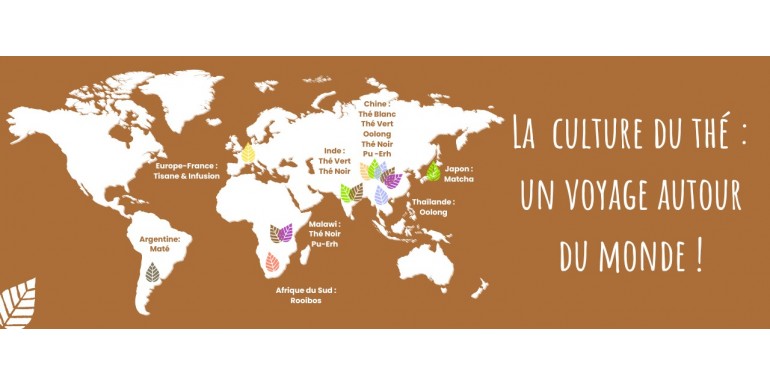 La Culture du Thé : Un Voyage Autour du Monde