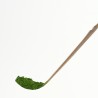 Cuillère à matcha